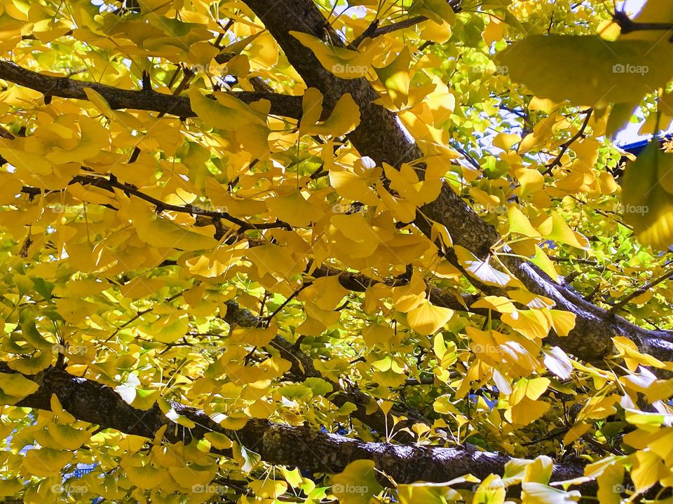 A closeup shot of a beautiful ginkgo tree with its golden autumn leaves glowing in the fall sunshine. Fall is my favourite season! 🍂