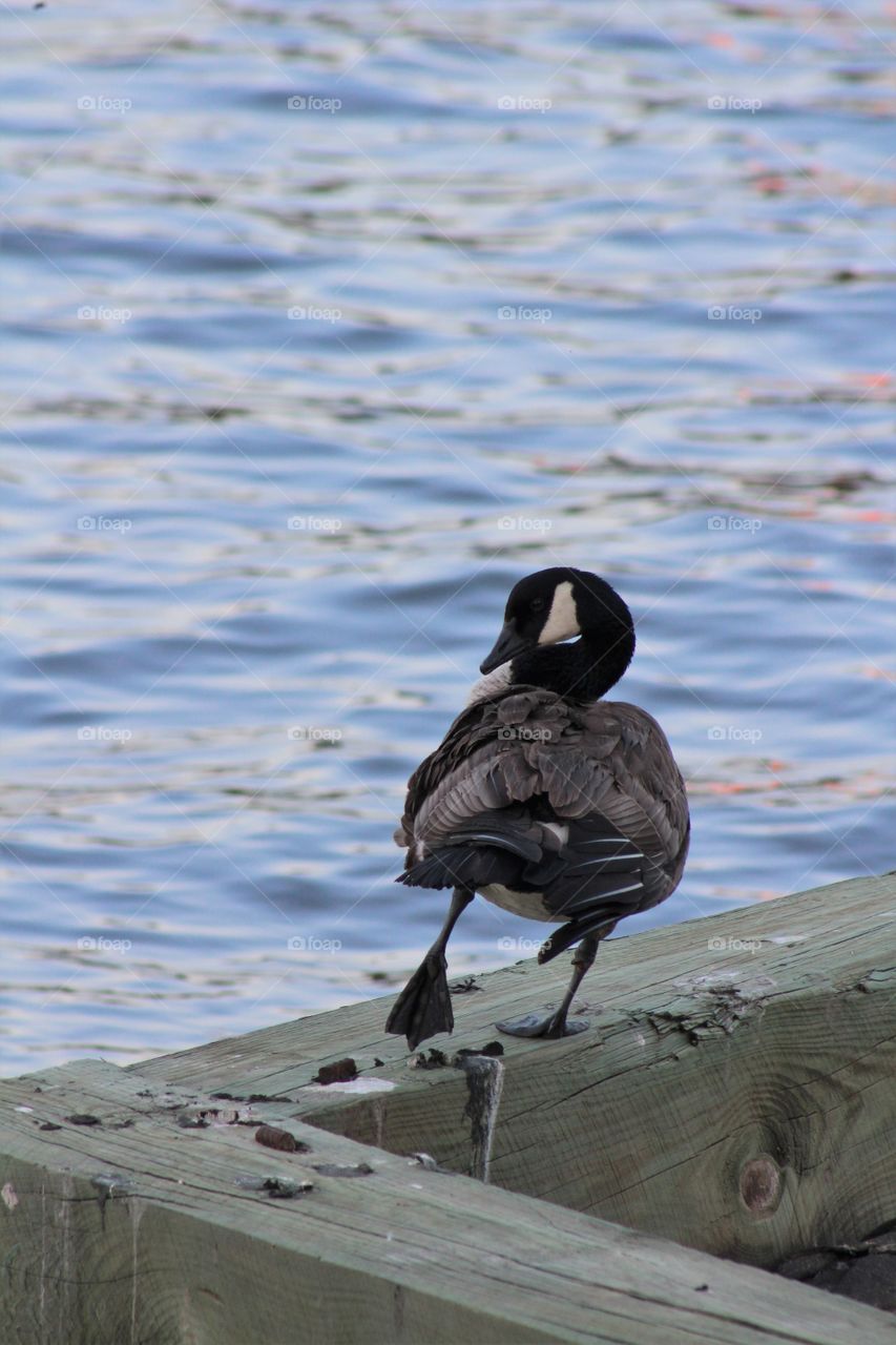  Canada goose grooming itself on one foot at edge of river 