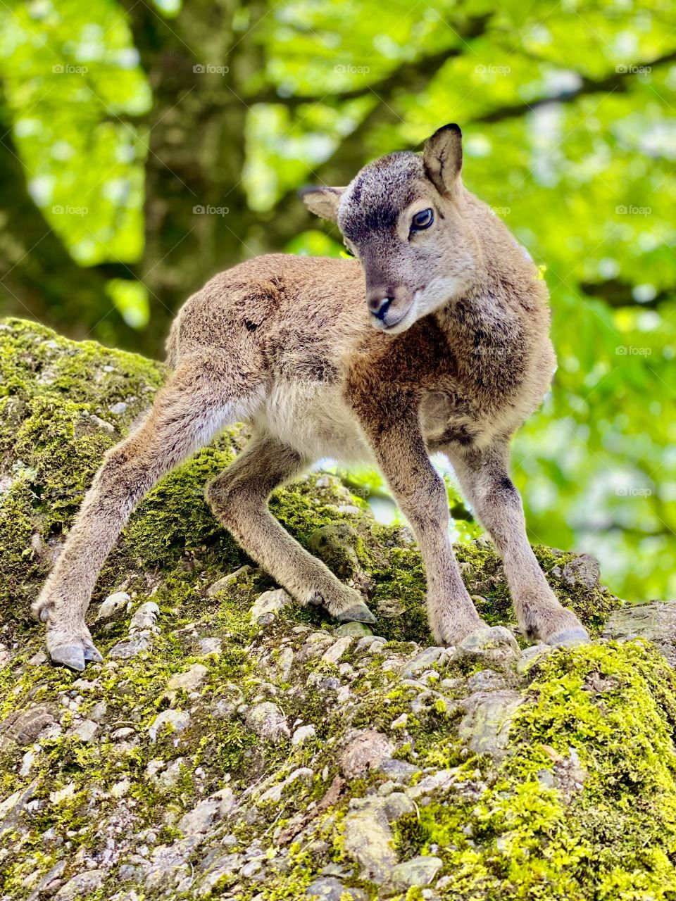 little lamb standing at the height of a large stone, little me lamb in the reserve
