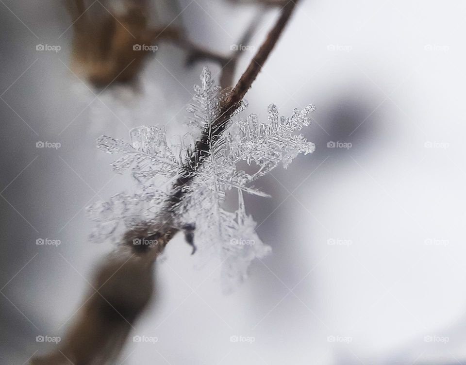 Macro photo of a snowflake