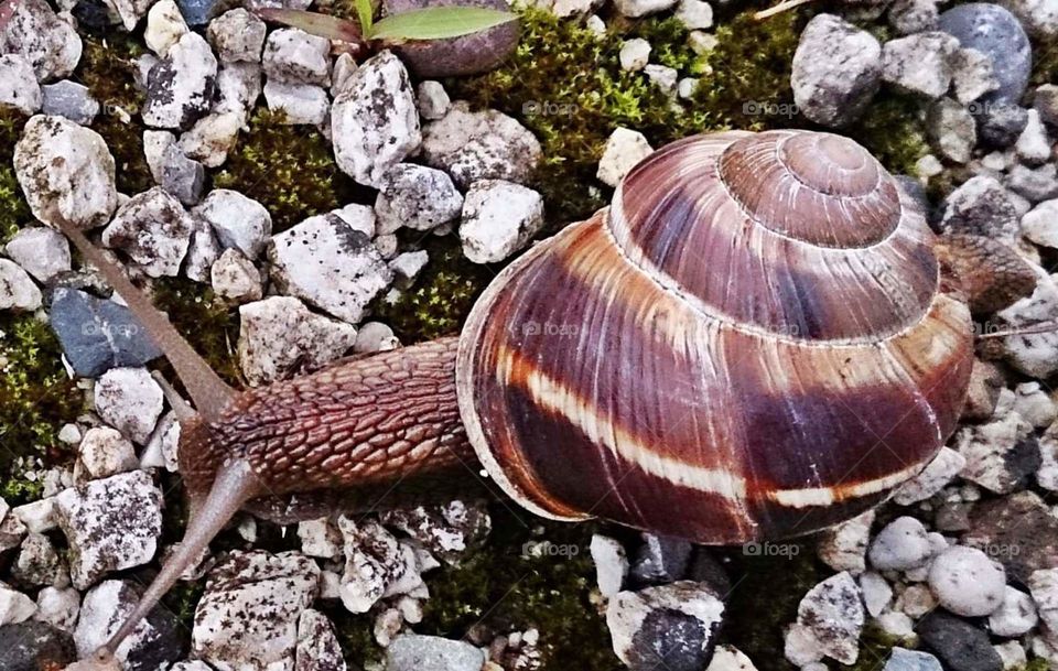 snail