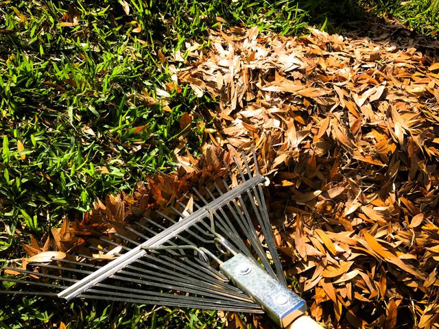 Fall leaves and raking 