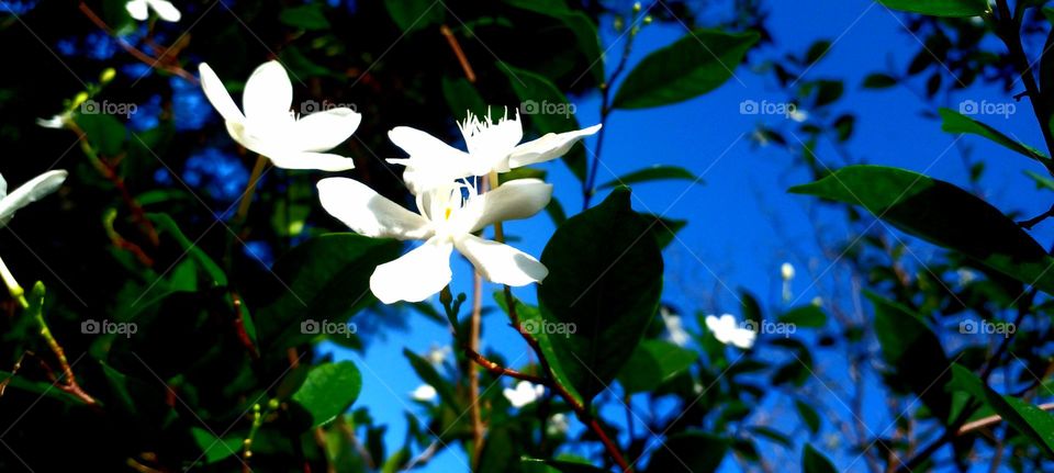 naturelove, beautiful flowers, lovely, colourful, drak picture, white