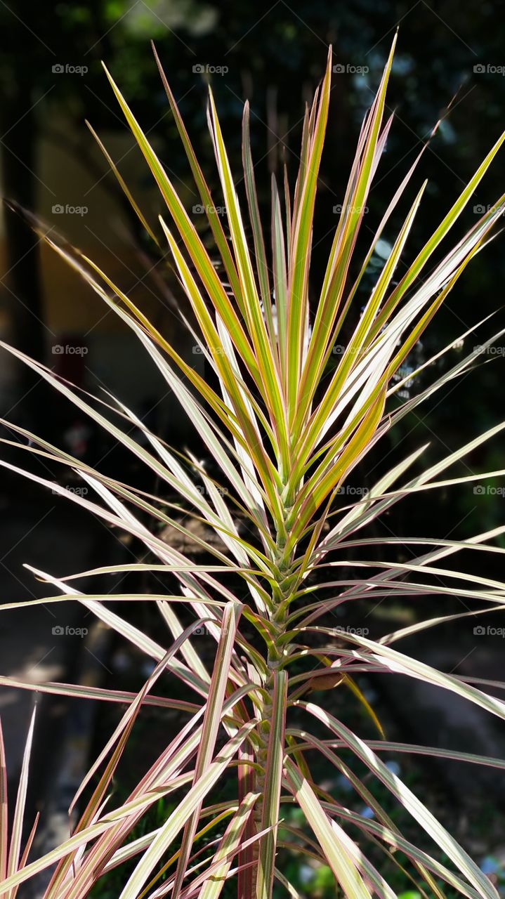 Dragon plant looks nice with its needle like leaves.