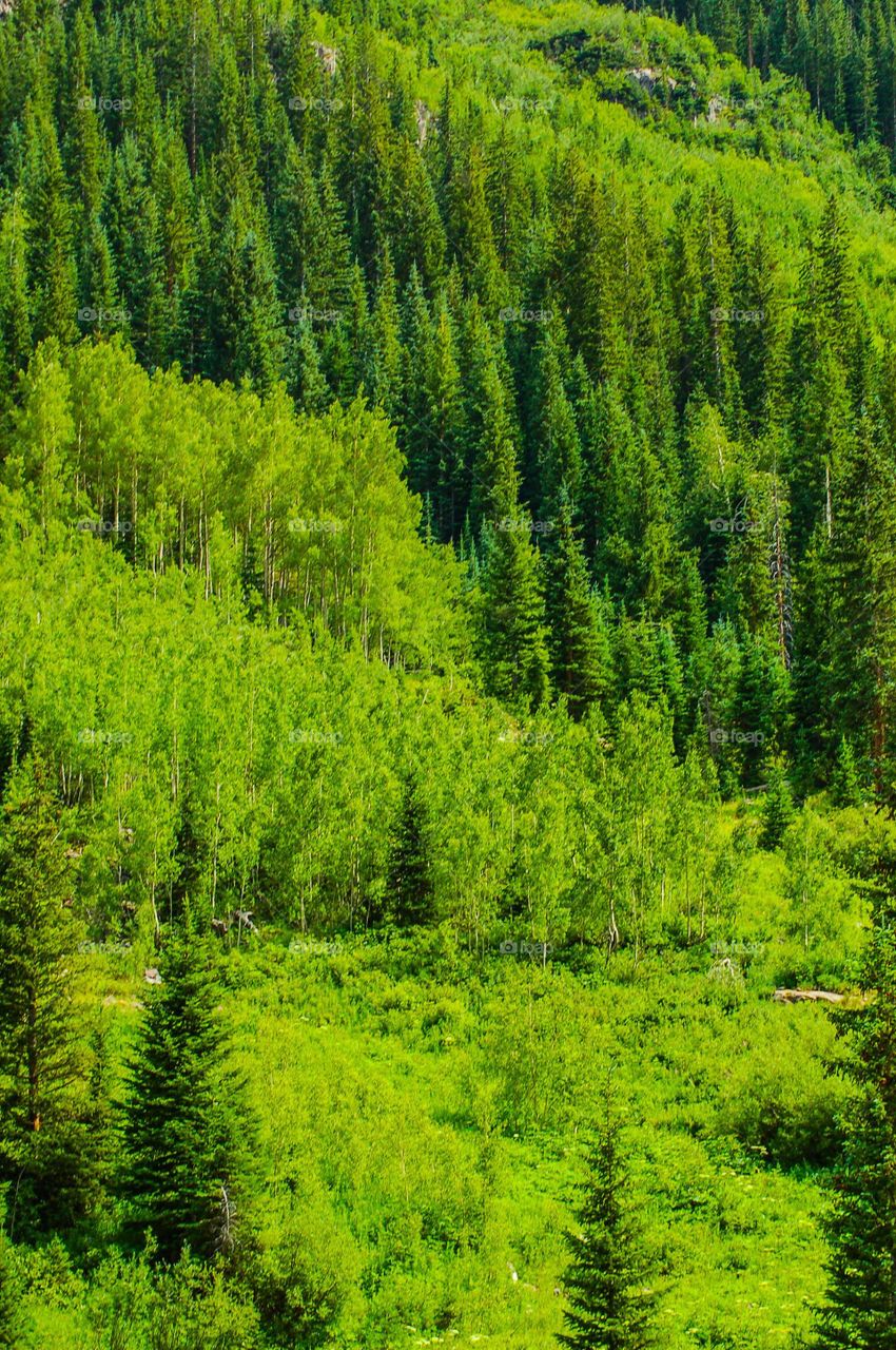 Aspens and pine trees, Colorado