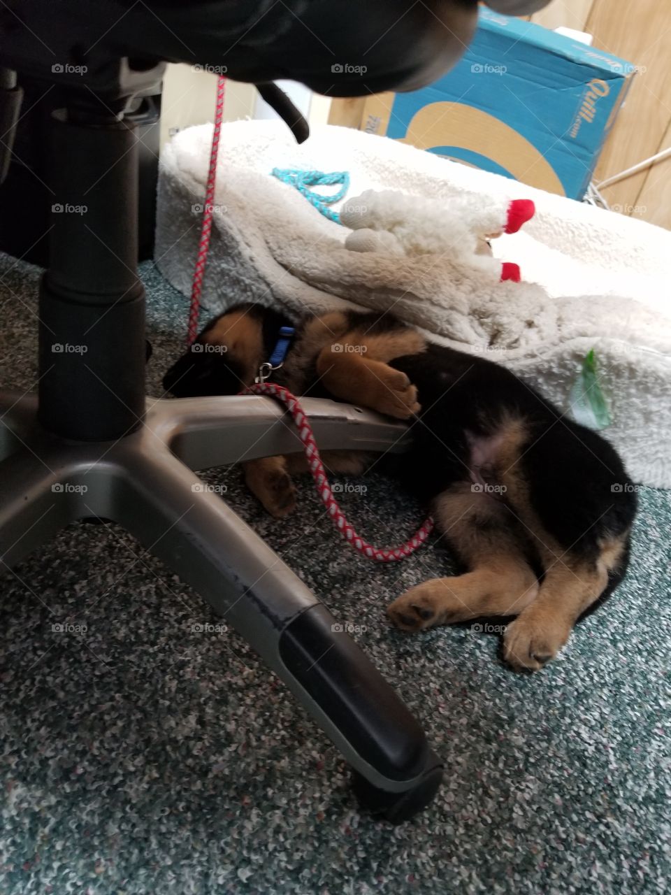 sleeping German Shepard puppy