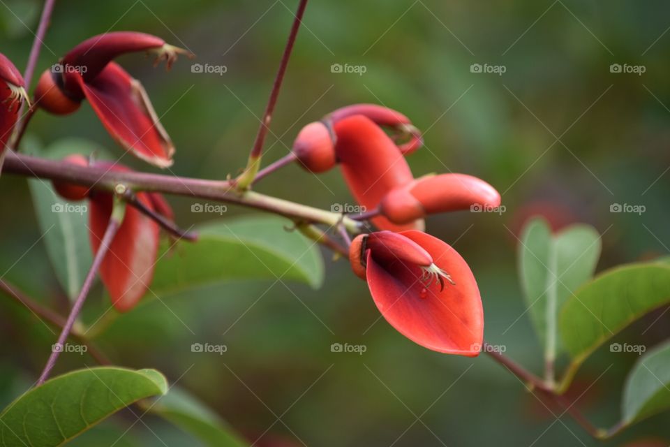 rare red flower with green background