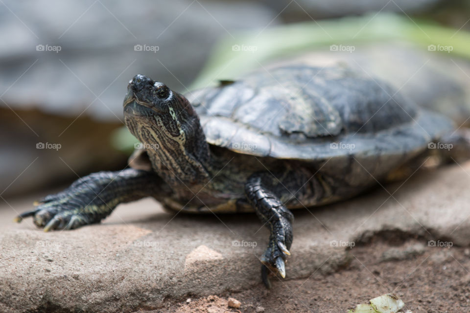 Turtle, Reptile, Tortoise, Nature, Wildlife