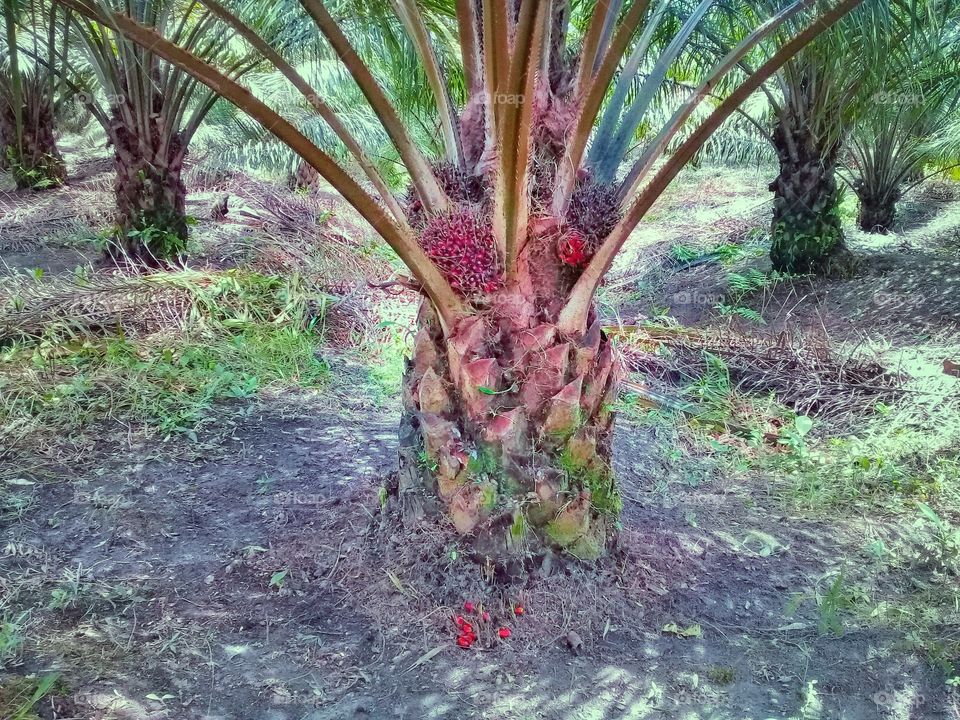 ripe palm fruit.its characteristics are that palm oil that has been separated from its mark is more than ten seeds