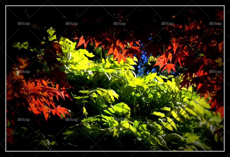 spring leaves and sky