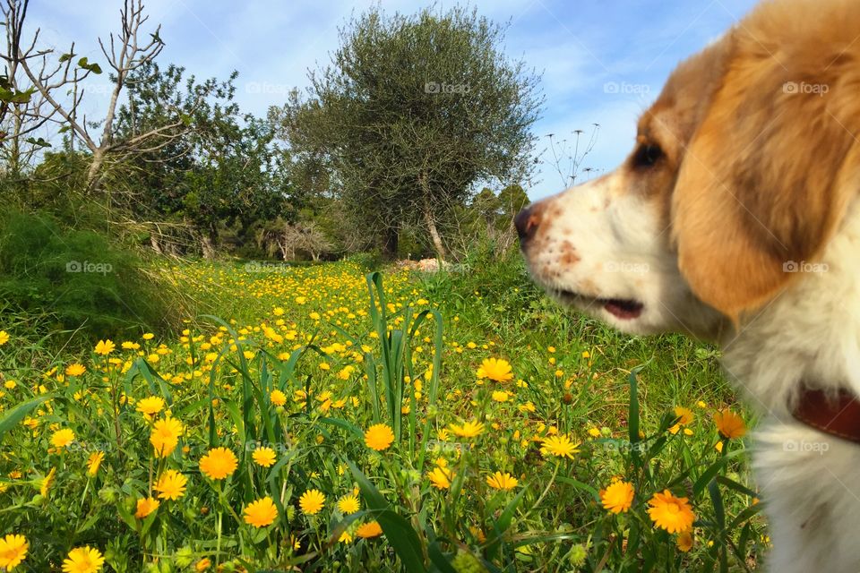 Puppy in a field