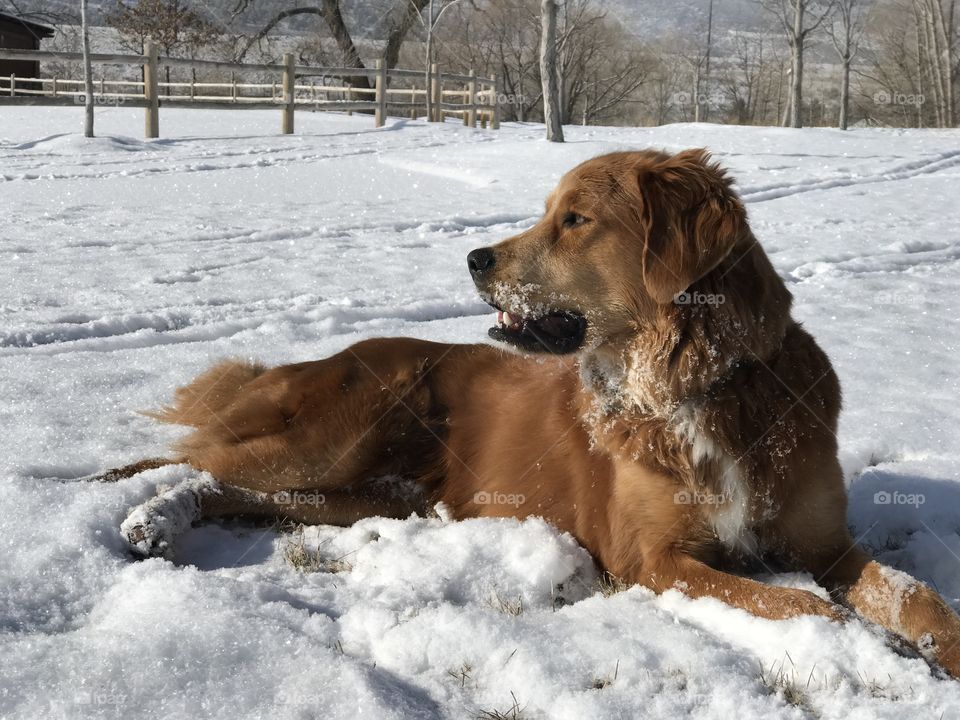 Dog in snow.