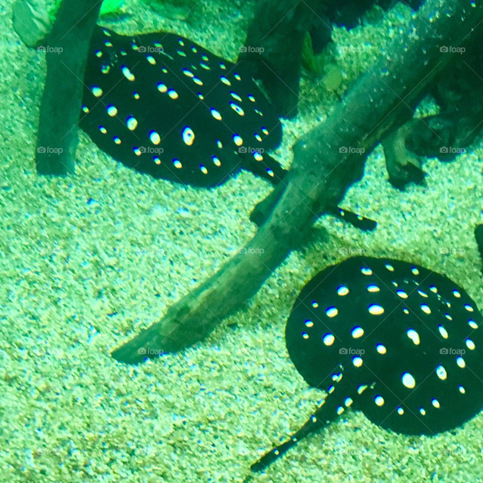 Underwater manta