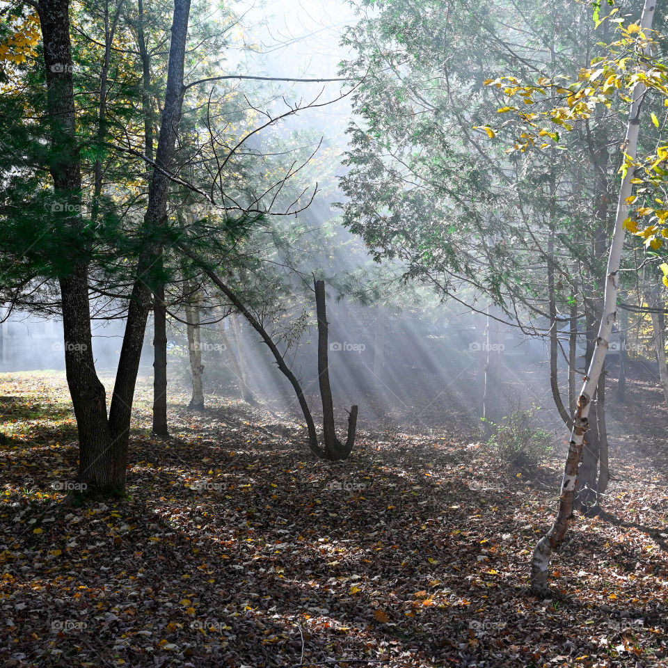 Sun rays through trees