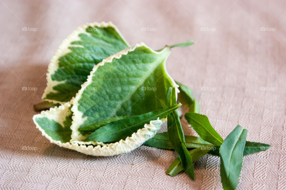 Oregano and Tarragon