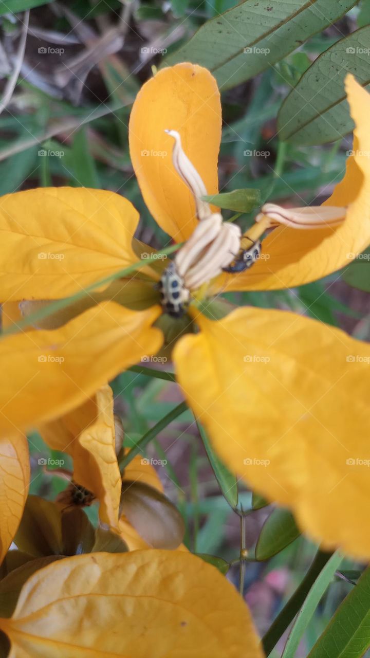 ladybugs live in the flower