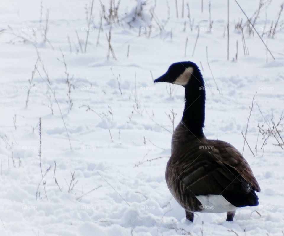 Snow Bird