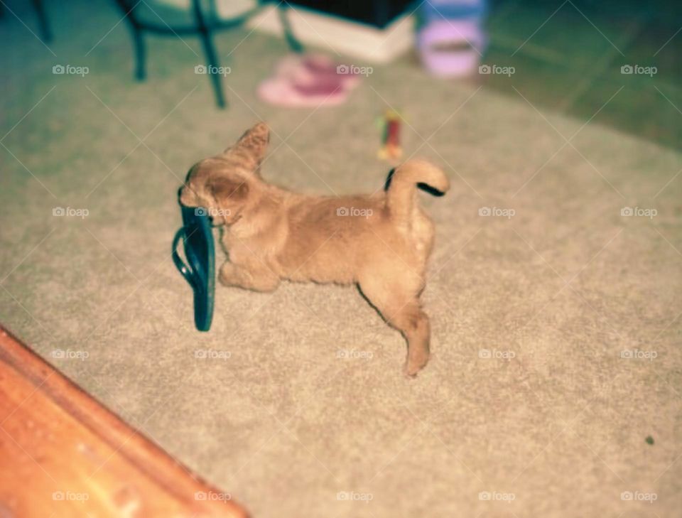 A golden retriever puppy runs away with her owner’s flip-flop shoe. Such a mischievous little dog. 