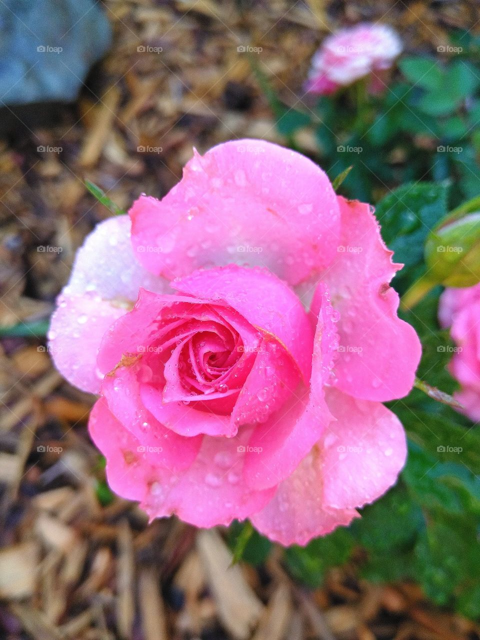 Pink teacup rose