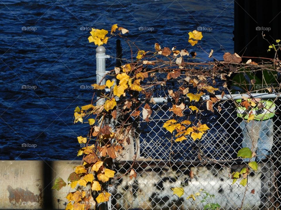 ivy on fence in fall