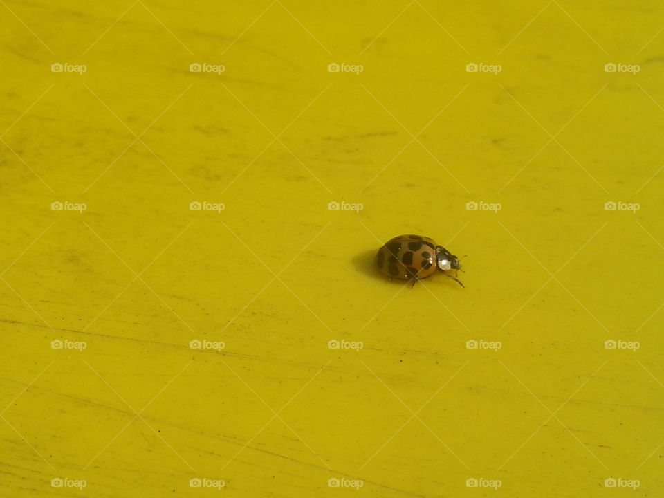 Ladybug on Slide