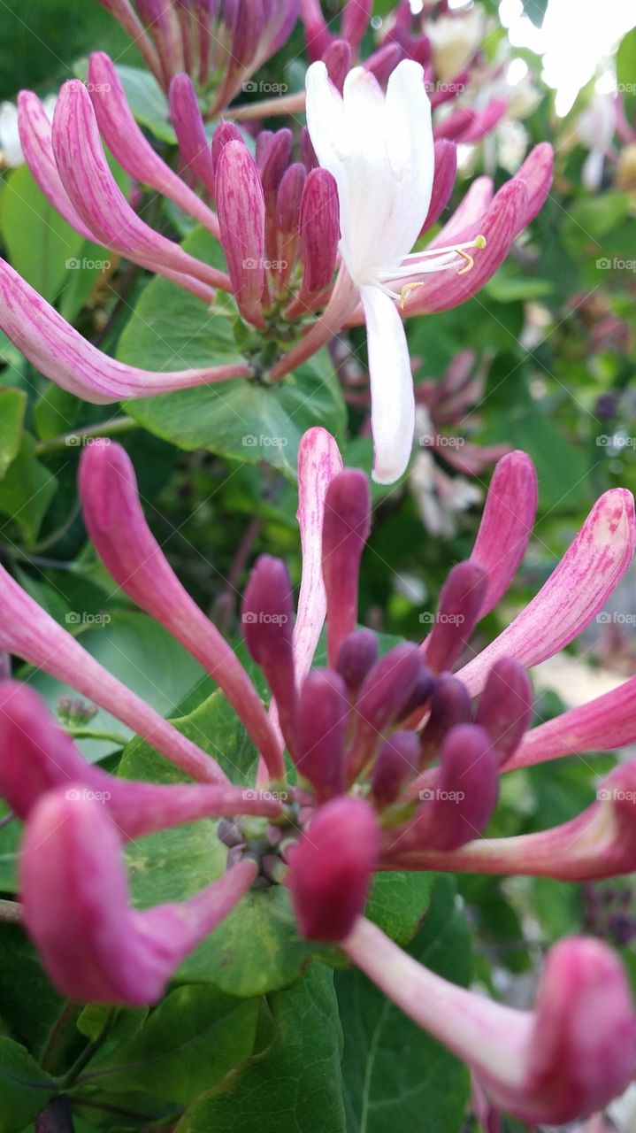honeysuckle
