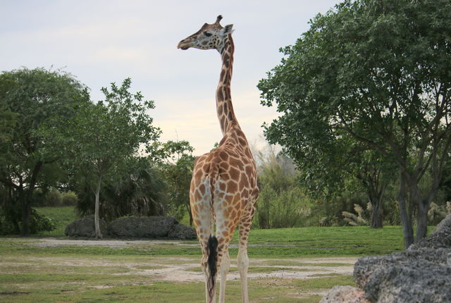 Long neck and regal looking stance