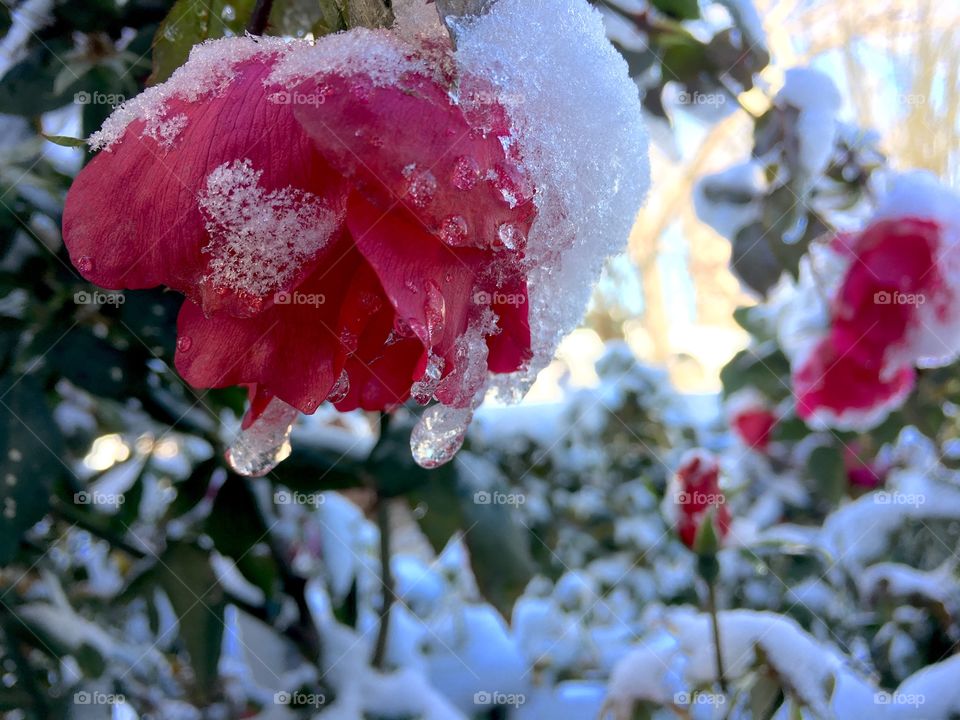 The roses are bending beneath the first snow. Still vibrant pink, they are crowned with snow and ice.