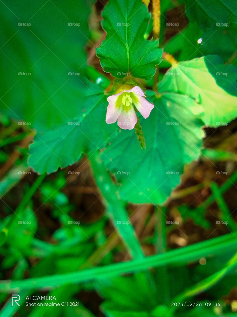 Flower natural and beautiful poto