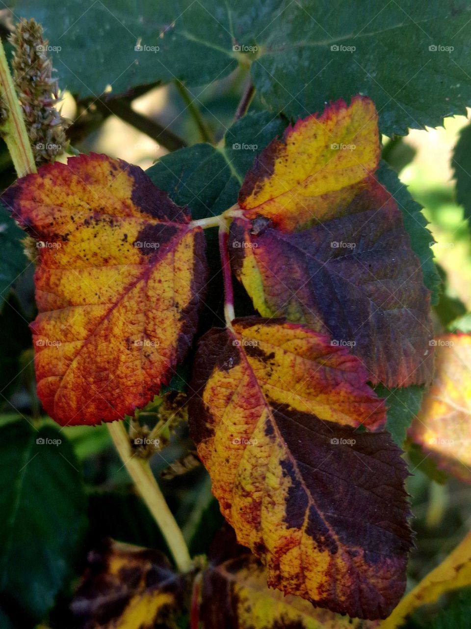 rusty leaves