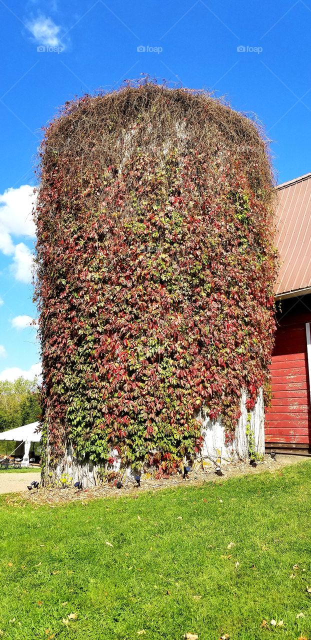 Silo covered with red and green vines and leaves next to red barn