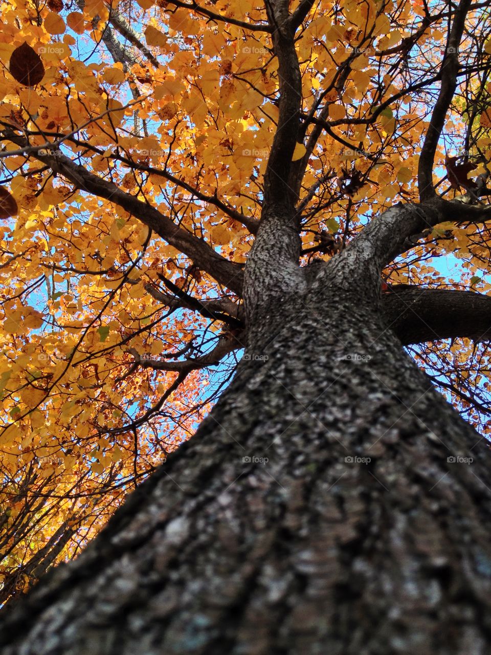 Looking Up a Tree with Yellow Leaves