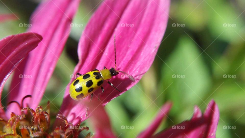 Yellow Polka Dot Bug