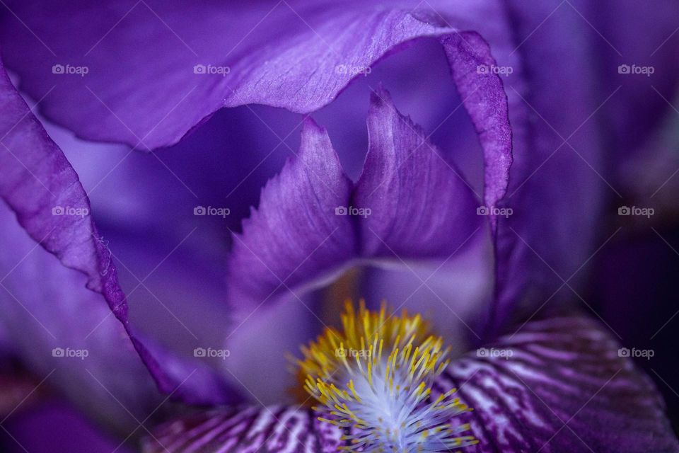Beautiful purple iris