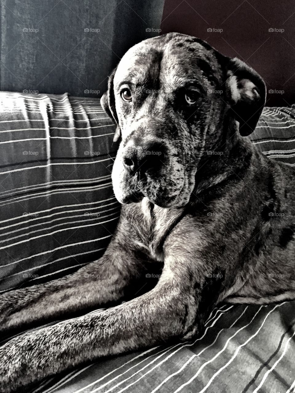 Great Dane looking sad 