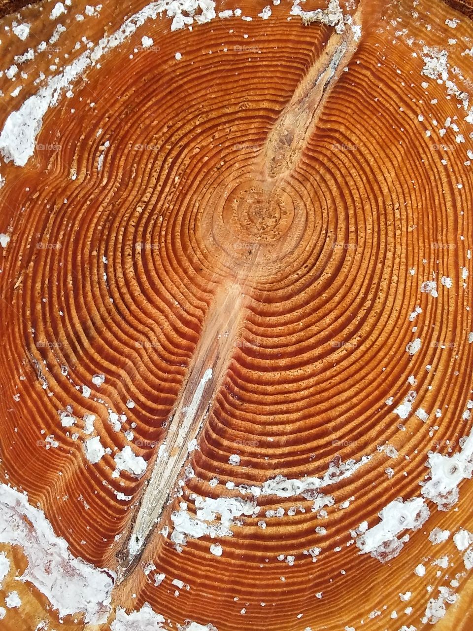 Tree rings on fresh cut stump.