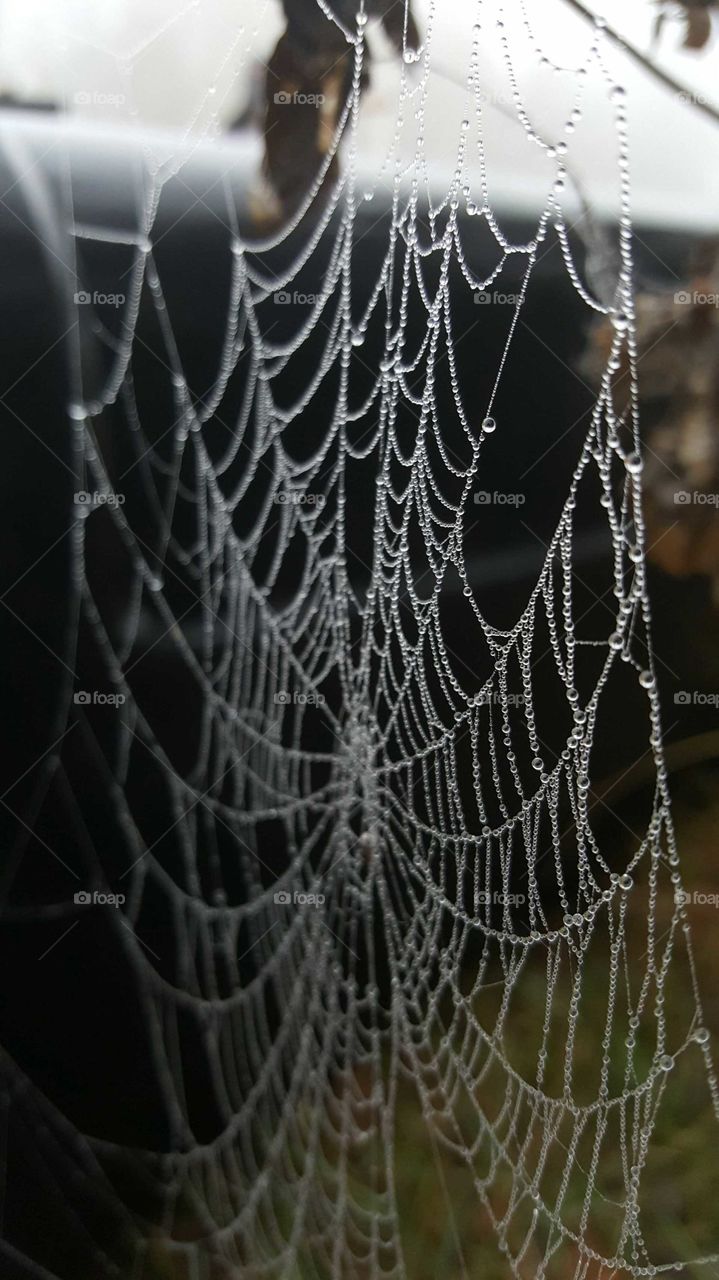 Web