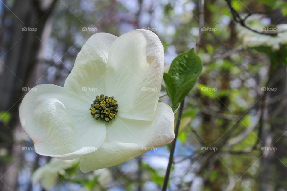 Close up of Cornus kousa, china girl , beautiful white flowers in nature