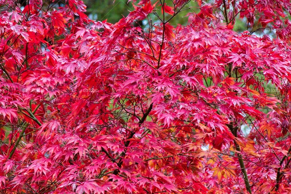 autumn tree in the park