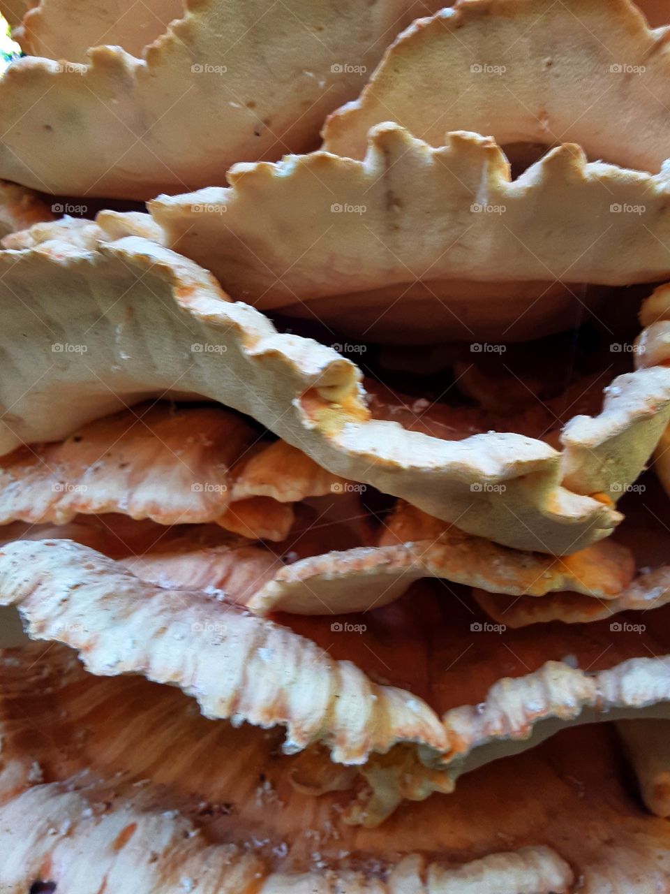 Chicken of the woods mushroom