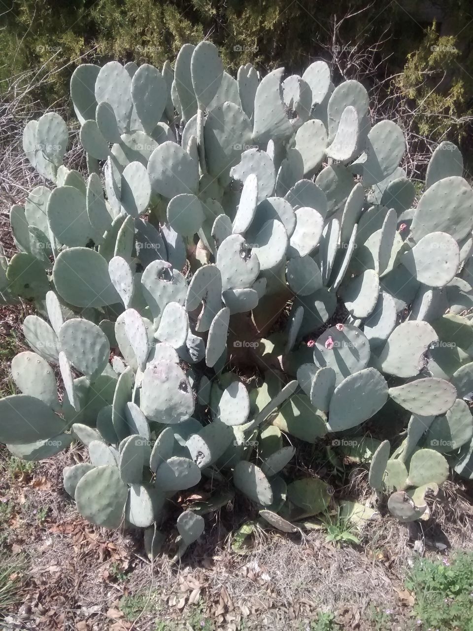 Nepal Cactus