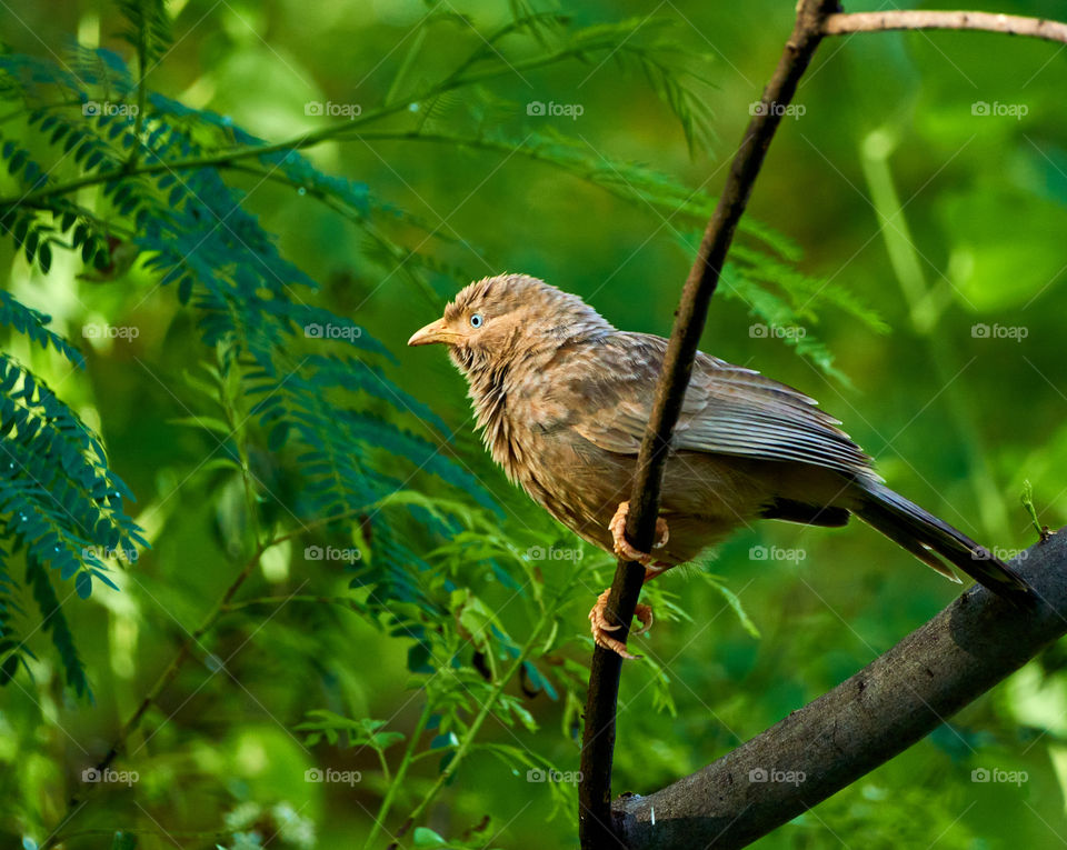 Bird photography  - jungle  babbler