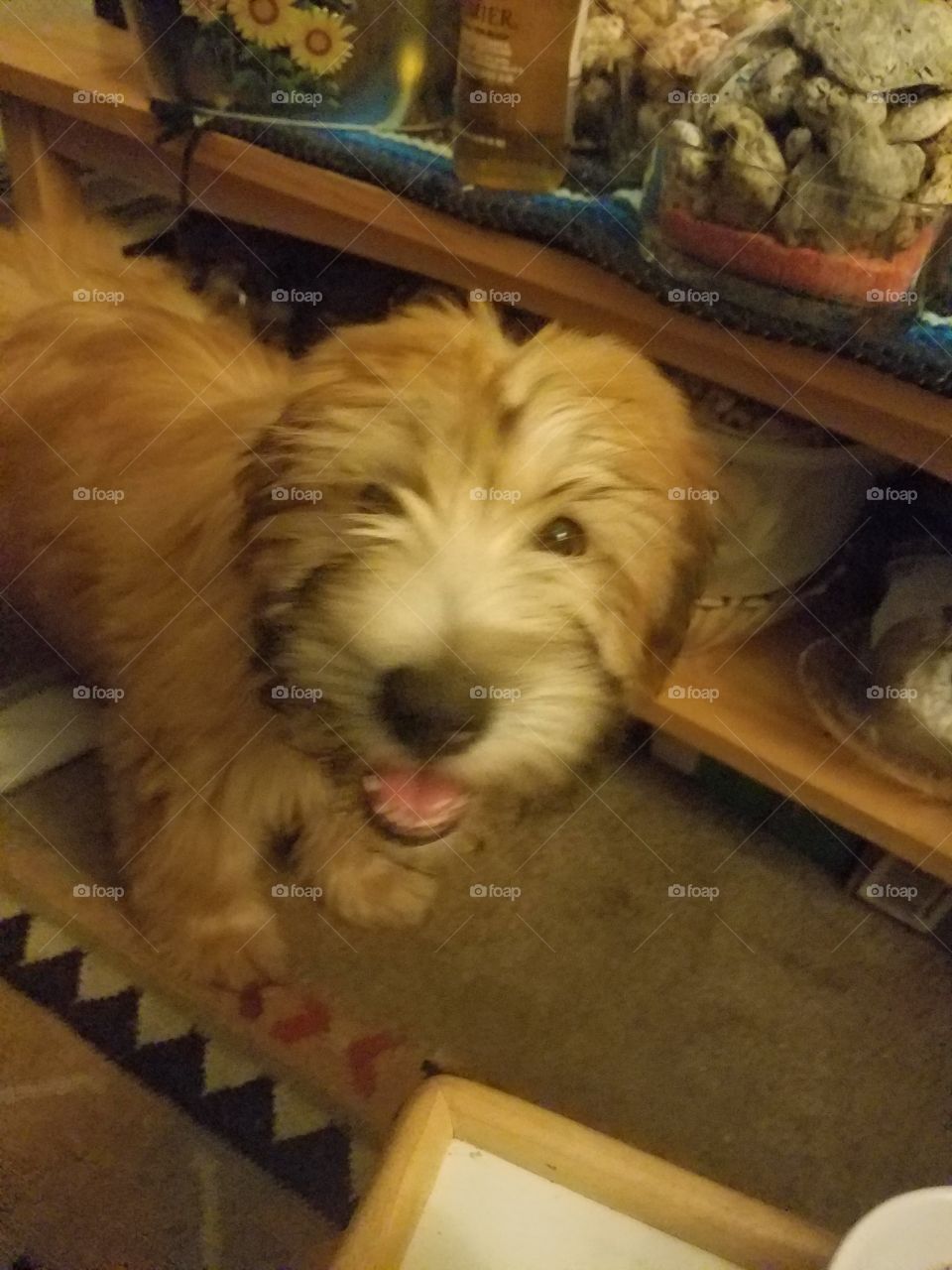 big smile from our new puppy, Shelby 🐶😘💜🎀🌸💋