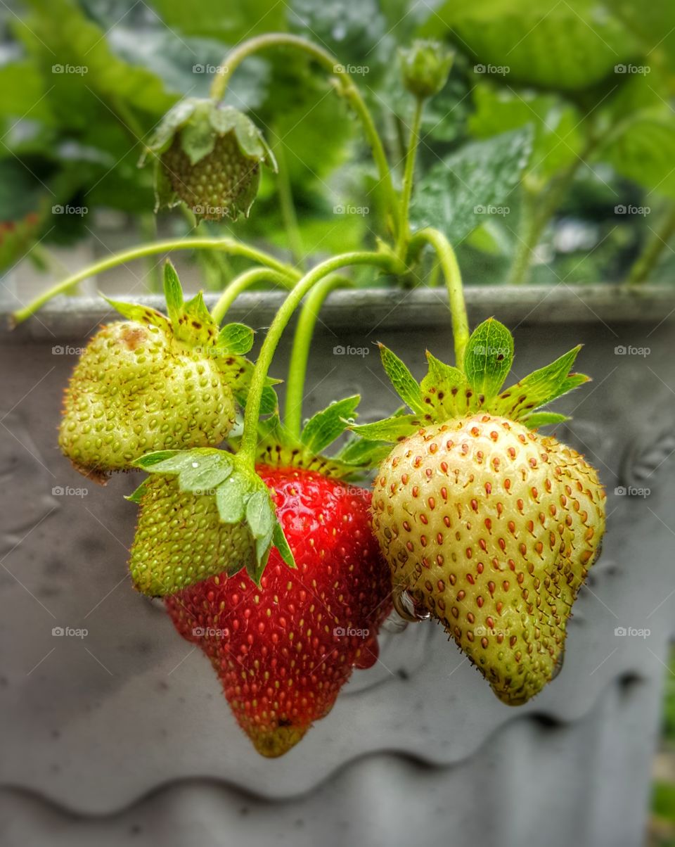 Patio grown strawberries hanging over the edge. Rain drops gather on the edges of the berries.
