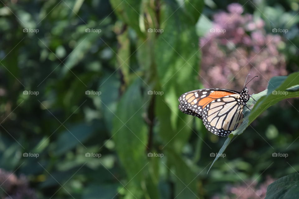 Monarch butterfly, August 2016.