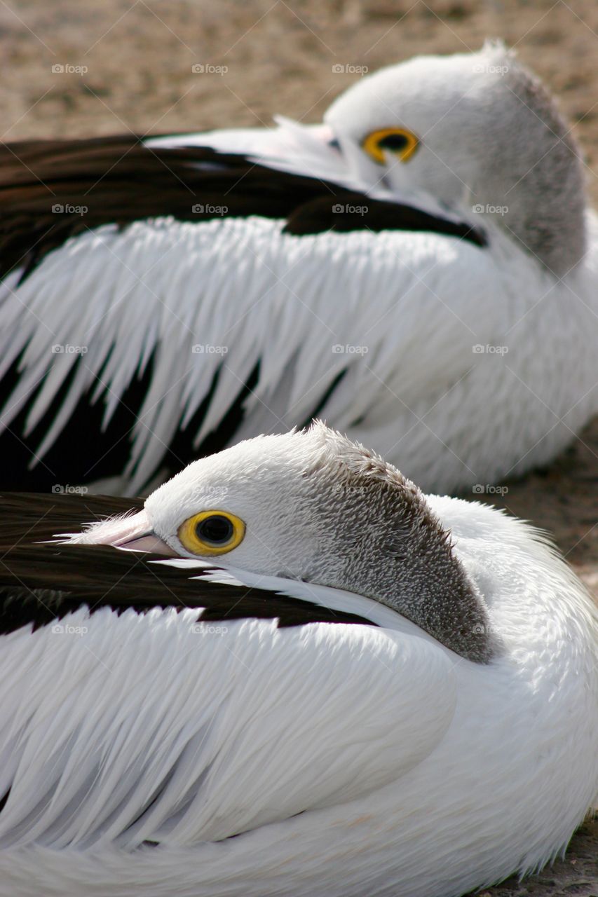 Pelicans at relaxation on field