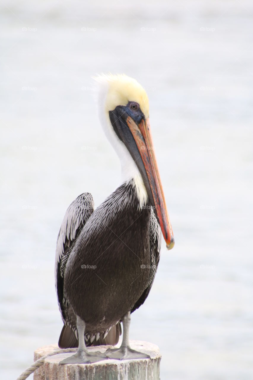 single Pelican
