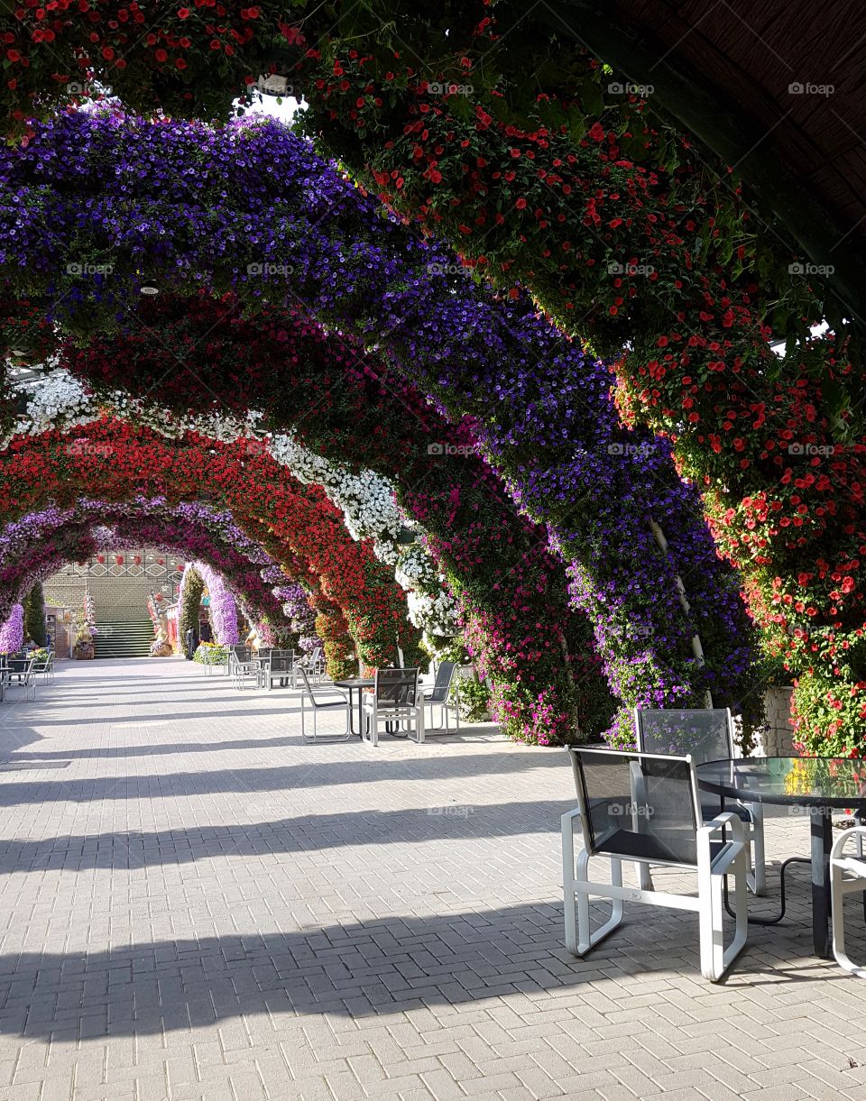World of flowers.  Dubai miracle garden.