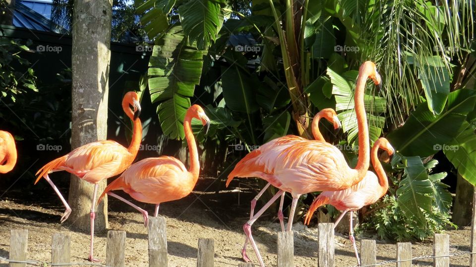 Orange color story, flamingos