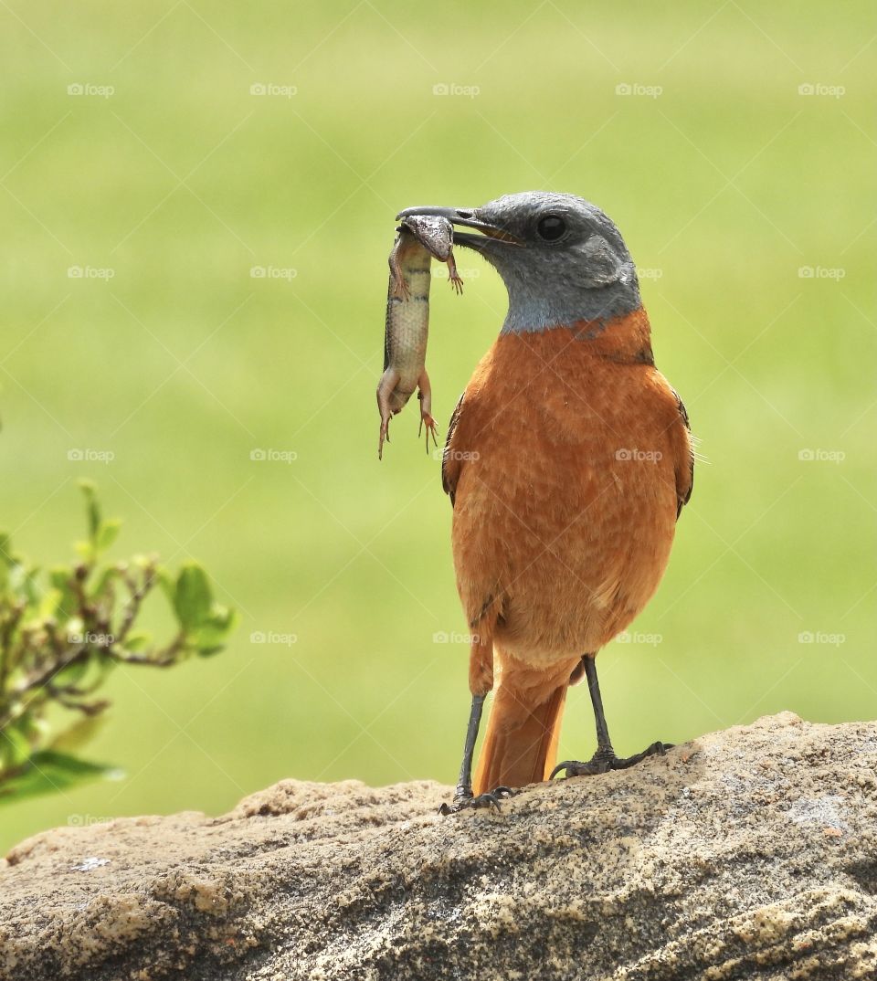 Caring for the young